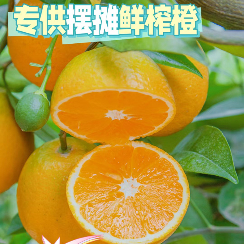 【Wholesale Juicing】Zigui Summer Oranges, Fresh Navel Oranges, Freshly Picked and Shipped, Sour Oranges, Non-Lunwan, Gannan Landmark Selection