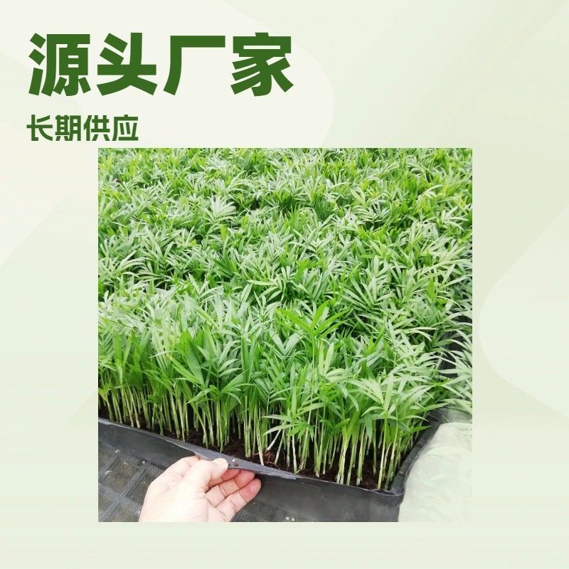 Производители поставляют в больших объемах зеленые растения, семена кокосовых цветов для ландшафтного дизайна, оптовая продажа саженцев