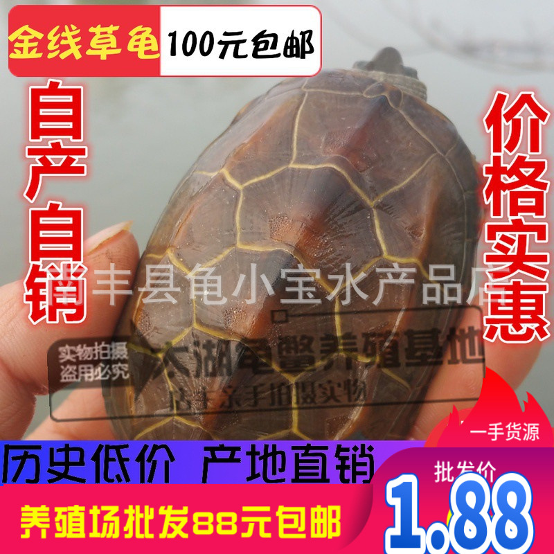 Размер Вайтанг, китайская черепаха, черепаха долголетия, рассада черепахи с золотой линией, черная черепаха, черепаха с тремя линиями, оптовая продажа