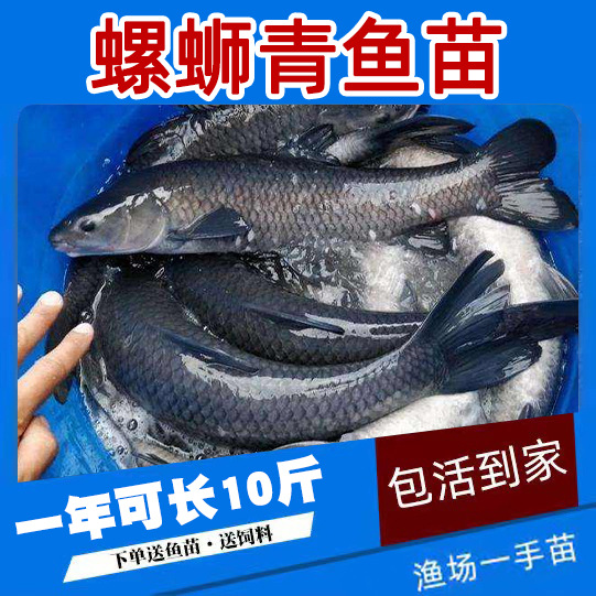 Screw Herring Fry, Black Anhui Fish, Large Fast Grass Carp Fry, Crucian Carp Fry, Four Major Fish Fry, Live Fish Fry, Live Fish Fry