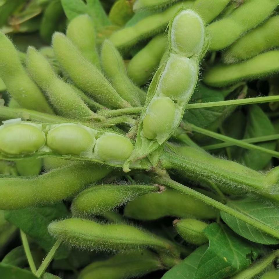 [Directly Shipped from the Place of Origin] Fresh Edamame in Shells, Raw Green Beans, Seasonal Vegetables, Raw Beans, Pods, Edamame, Fresh Soybeans