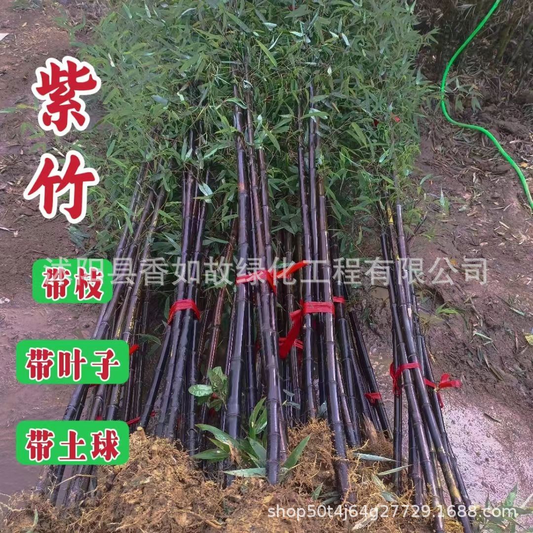 Фиолетовый бамбук, золотой инкрустированный нефритовый бамбук, зеленый бамбук, растения для двора, вечнозеленые круглый год, морозостойкие с севера, саженцы для озеленения