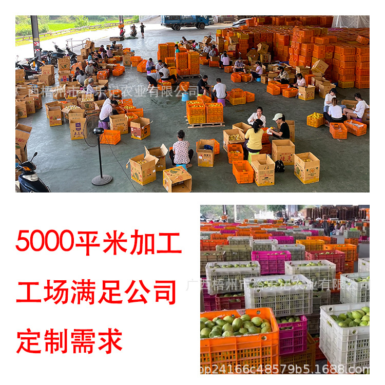 [Direct Delivery from the Place of Origin] Guangdong Perfume Lemon Fresh Seedless Milk Tea Shop Special First-Class Green Wholesale