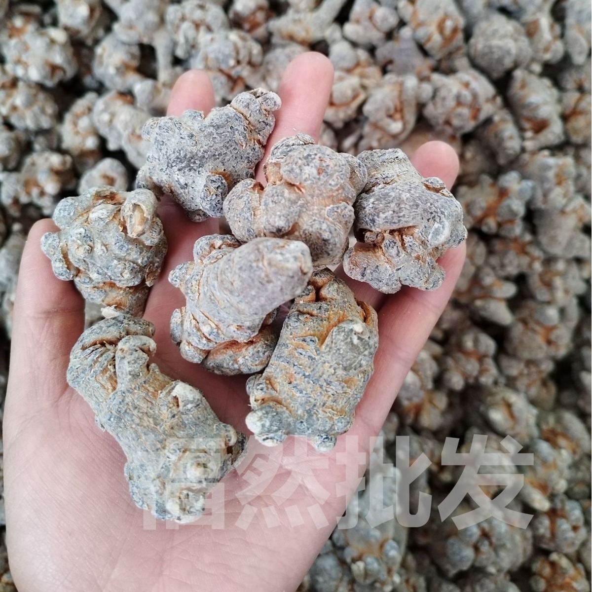 New goods Yunnan Wenshan Tianqi 20 head 30 head 40 head can be used to mill spring notoginseng origin wholesale origin direct sales
