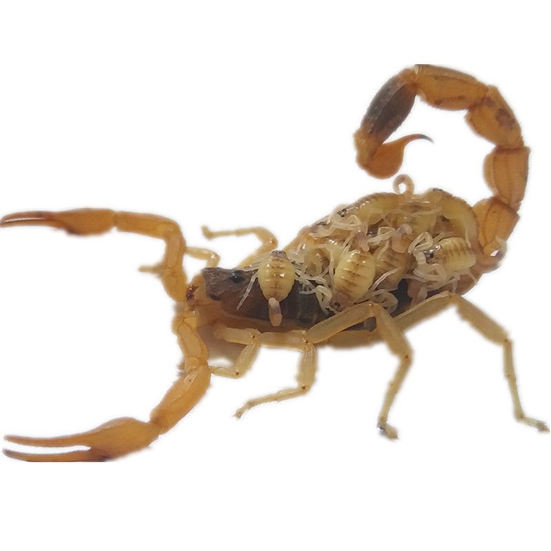Whole Scorpions, Live Scorpions, Soup, Medicine, Fried and Soaked in Wine, Medicine, Live Scorpions, Pregnant Scorpions, Scorpion Seedlings, Whole Insects, Free Shipping