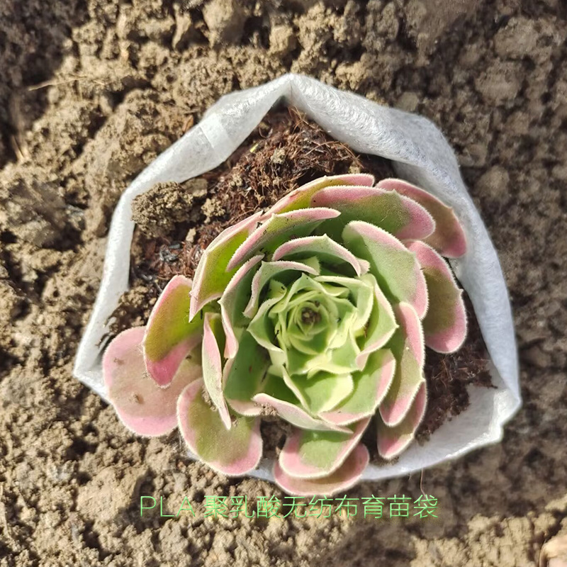 Polylactic Acid Biodegradable Non-Woven Fabric Seedling Bags Have a Biodegradability Certificate and Are Specially Used for Ecological Mushroom Cultivation