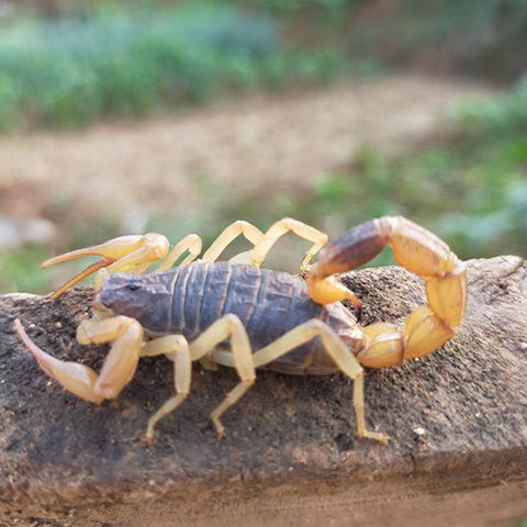 Whole Scorpions, Live Scorpions, Soup, Medicine, Fried and Soaked in Wine, Medicine, Live Scorpions, Pregnant Scorpions, Scorpion Seedlings, Whole Insects, Free Shipping