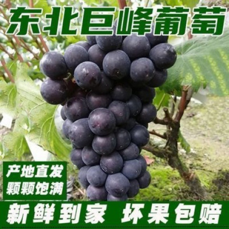 Authentic Northeastern Kyoho Grapes, Direct from the Place of Origin, Non-Summer Black Sweet and Sour Fruit for Pregnant Women, Sf Free Shipping, Whole Box Delivery