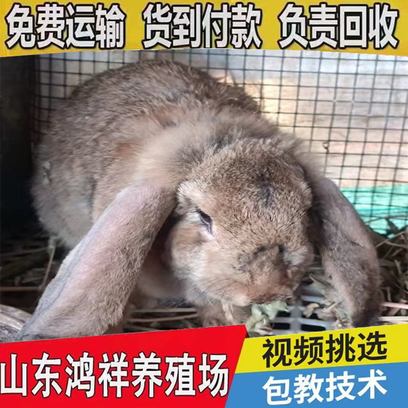 Большие фермы овец и кроликов продают немецких овец и кроликов