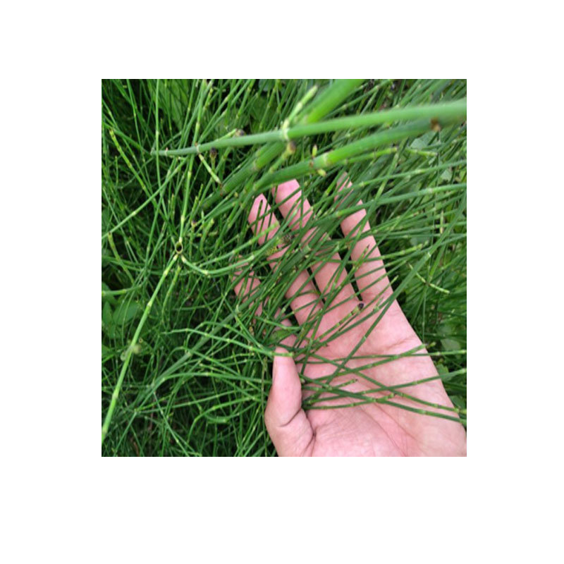 Dibenfenthianidin Is a Special Insecticide Granule for Preventing and Controlling Underground Pests, Killing Yellow-Striped Flea Beetles, Groundhogs and Mole Crickets