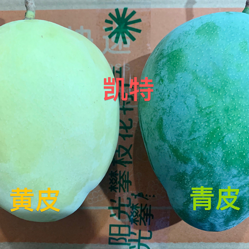Sichuan Kate Mango Fresh Fruit Mango Free Shipping Seasonal Fruit Kate Mango Dropshipping