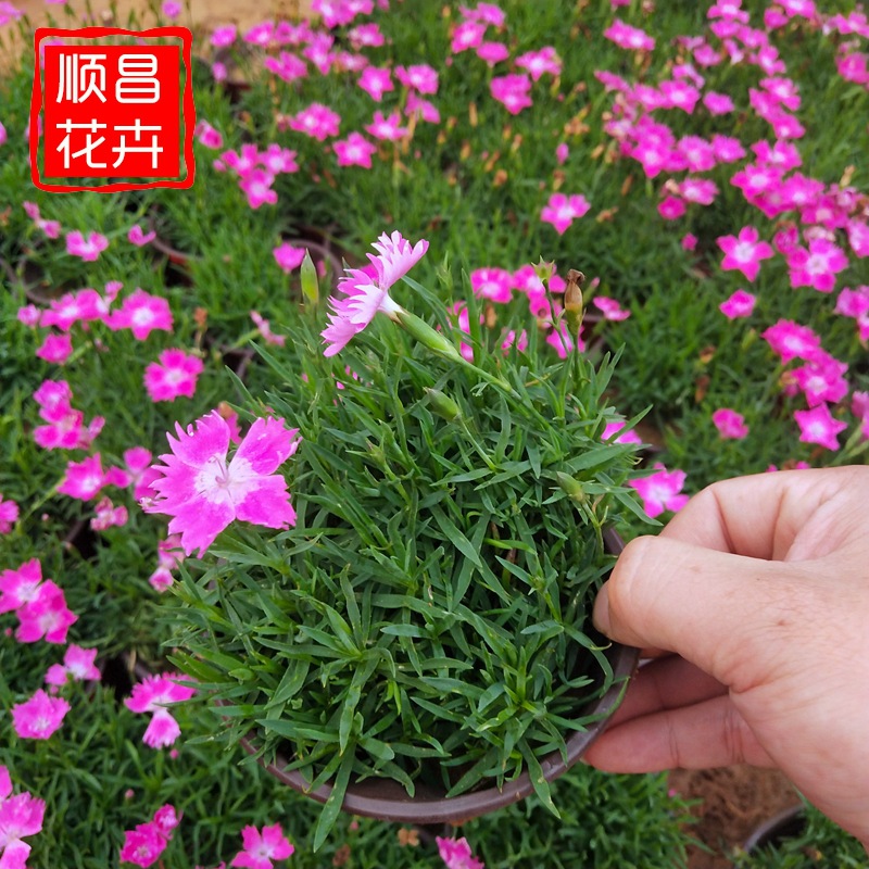 Саженцы холодостойкого цветка диантуса в горшках, травы для покрытия газонов, озеленение общественных парков, саженцы диантуса из базы Цинчжоу