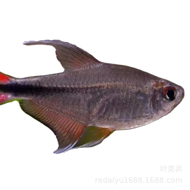 Shanghai tropical fish red tail silver hook silver hook Sailfish South American high-end lamp fish freshwater fish grass tank group swimming fish