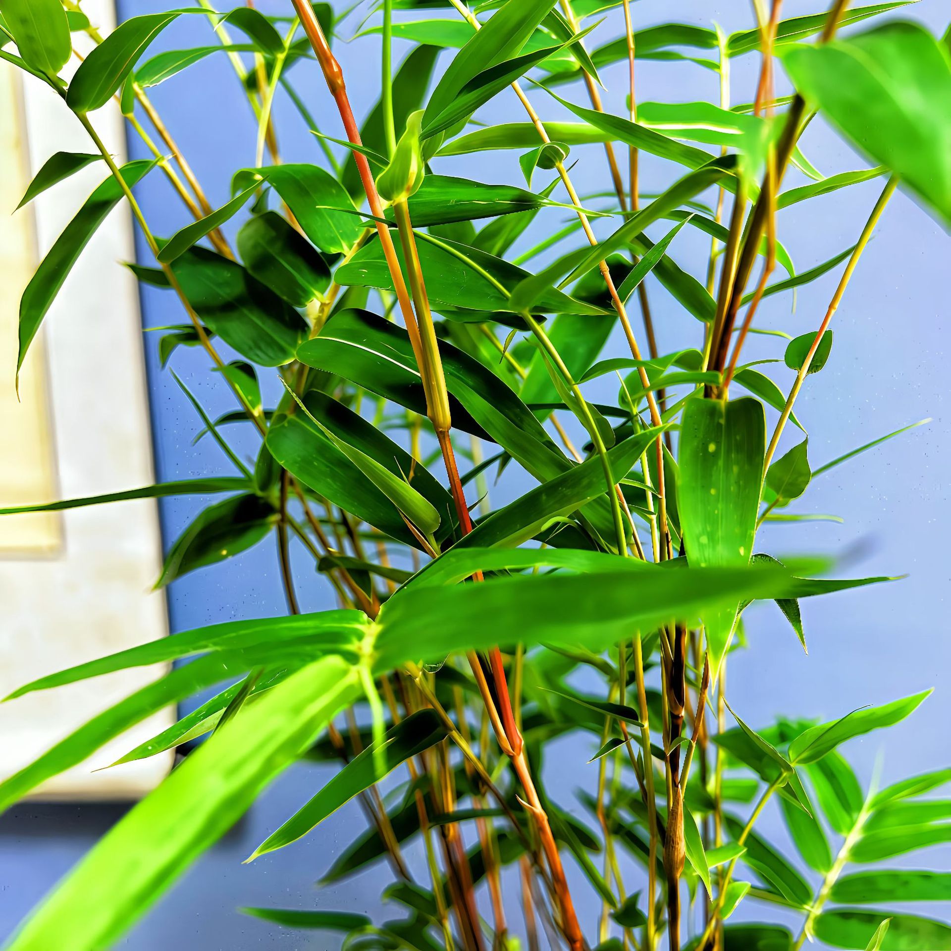 Absorbent Stone Red Bamboo with Original Stone Decoration for Landscaping Indoor Living Room B&B Four-Season Evergreen Plant Potted Base Straight Hair