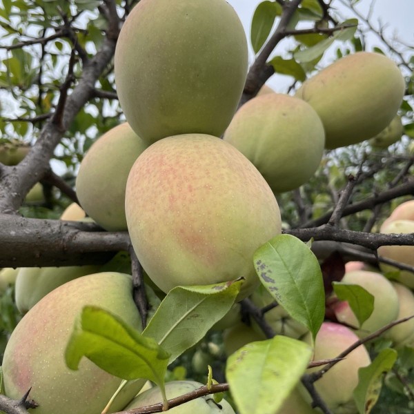 Yunnan Sour Papaya Free Shipping Fresh Dali Fruit for Pregnant Women Wild Soaked in Wine Red Flower Cyan Yellow Papaya Raw