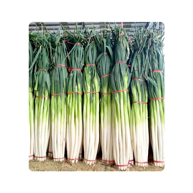 Shandong Zhangqiu Authentic Welsh Onion Postage High White Crisp Sweet Factory Four Seasons Fresh Onions Now Dig Long White Strip Zhangqiu Welsh Onions