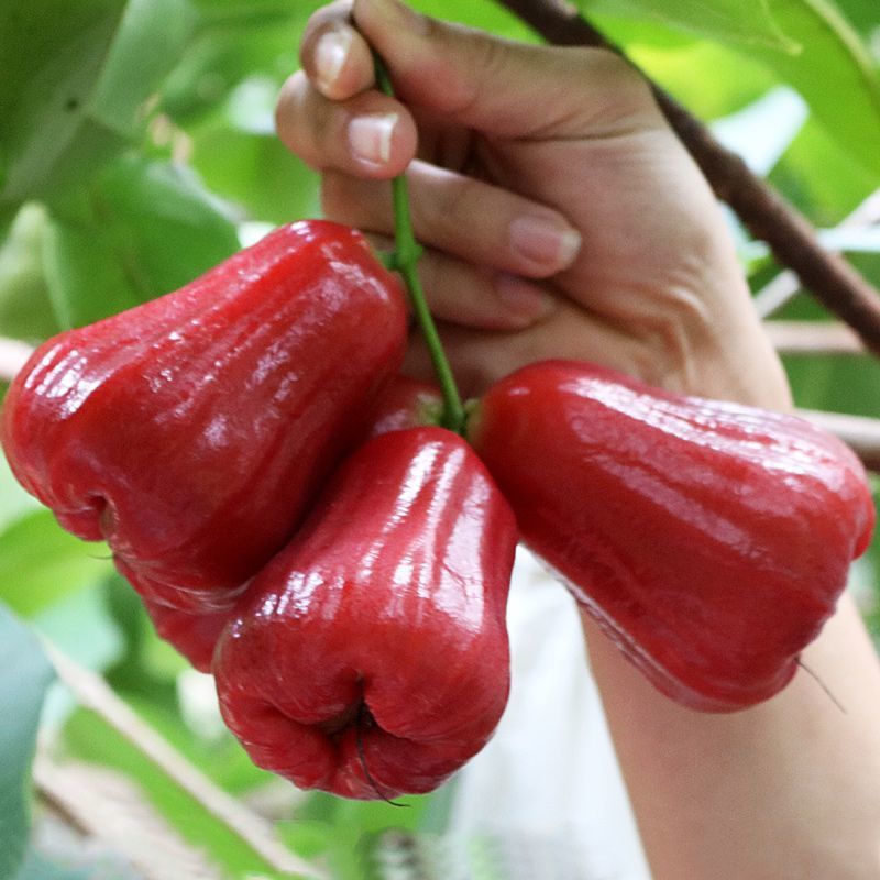 Hainan Lotus Mist 2.5kg Seasonal Fresh Fruit Mist Lotus Fruit Black Diamond Whole Box Freshly Picked Hydrating Fairy Fruit 0.5-1.5kg