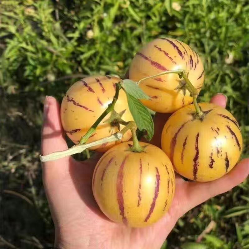 [Round Fruit] Yunnan Stone Forest Ginseng Fruit Yellow Heart Super Sweet Big Fruit Yellow Meat Fruit Fresh Seasonal Wholesale Price Free Shipping