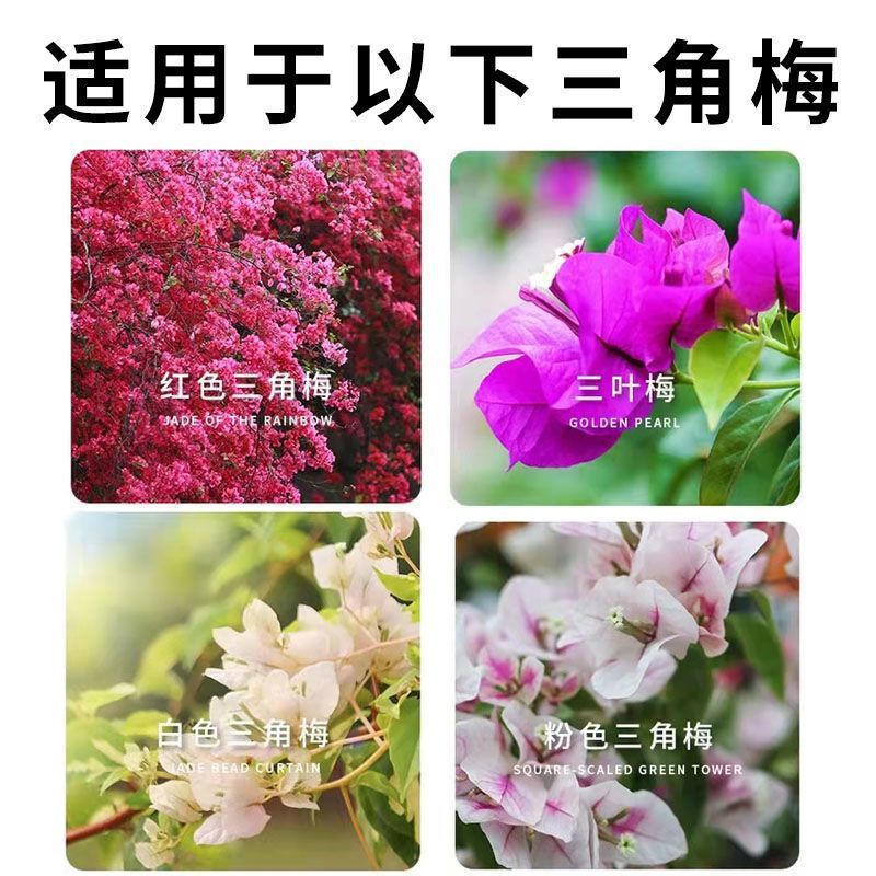 Bougainvillea special nutrient solution fertilizer for flower cultivation, flowering, leafing, flowering, flowering, popping, bone meal compound fertilizer