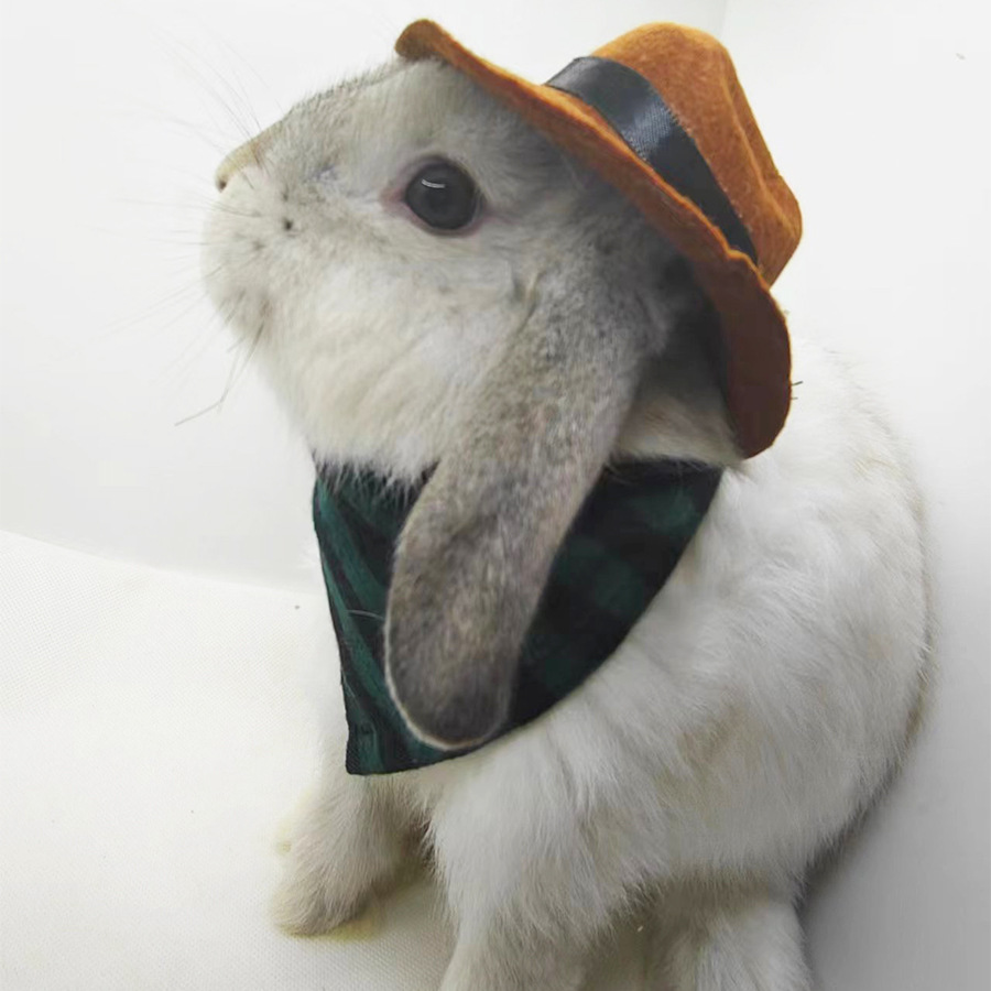 Pet Rabbit, Guinea Pig, Guinea Pig, Chinchilla, Hedgehog Hat, Small Hat, Cowboy Hat, Saliva Towel, Triangle Towel Transformation