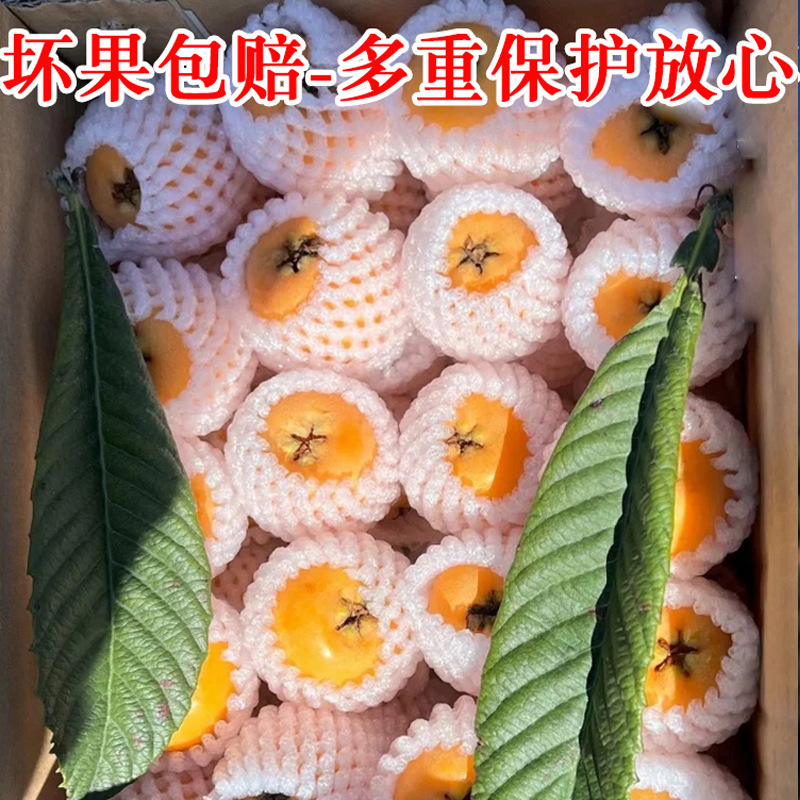Fresh Seasonal Fruit from Miyi, Panzhihua, Sichuan: Loquats, Large Fruits Suitable for Pregnant Women, Five-Star Loquats