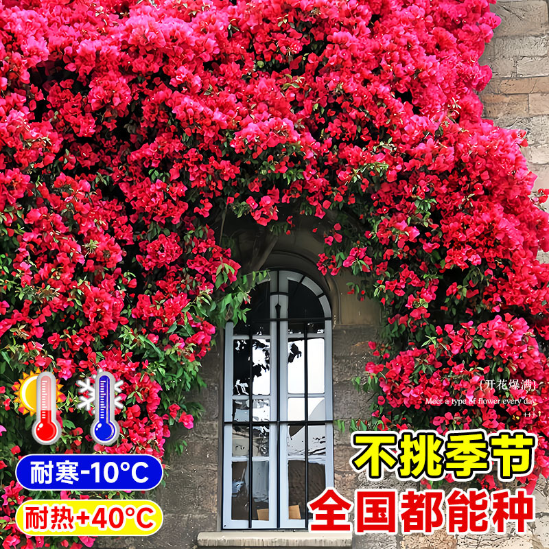 Mahogany Fragrant Flower Seedlings, Climbing Plants, Blooming in All Seasons, Sweet Yellow and White Wood Fragrant Flower Seedlings, Flower Saplings, Courtyard Potted Plants