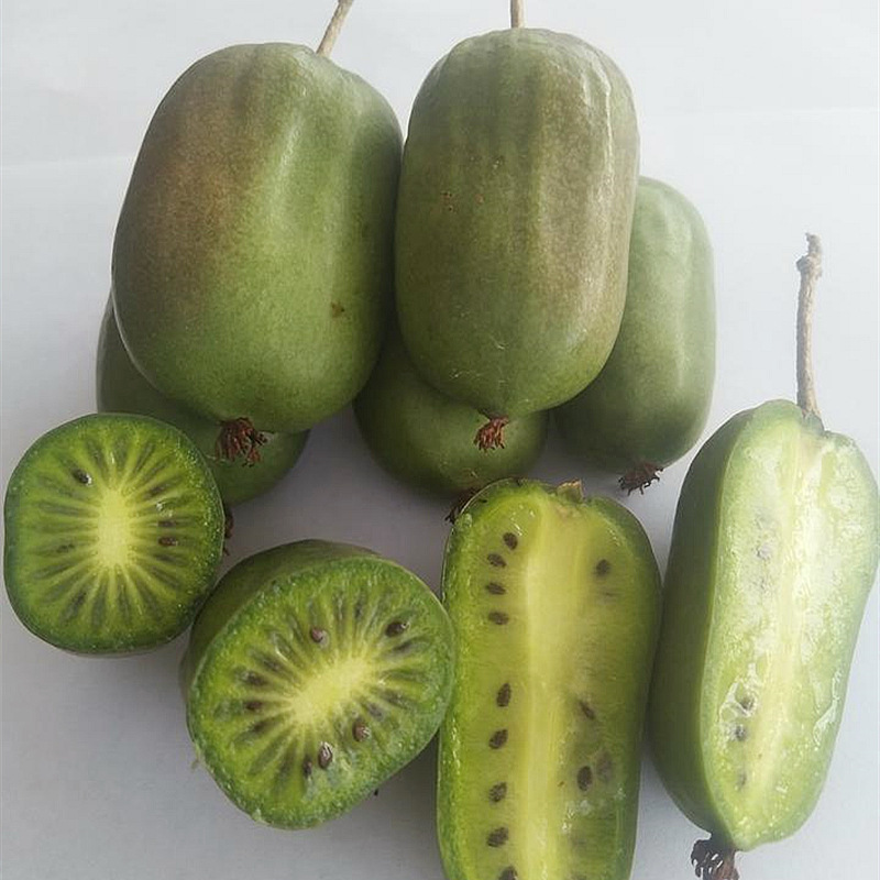 Dropshipping Longcheng No. 2 Soft Jujube Kiwi Saplings Grafted with Self-Pollinating Rose Fragrant Basin Planting in the North and South