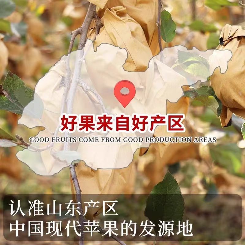 Authentic Yantai Golden Cream Fuji Apple Fresh Fruit Seasonal Rock Candy Heart Crisp, Sweet and Juicy Whole Box Wholesale