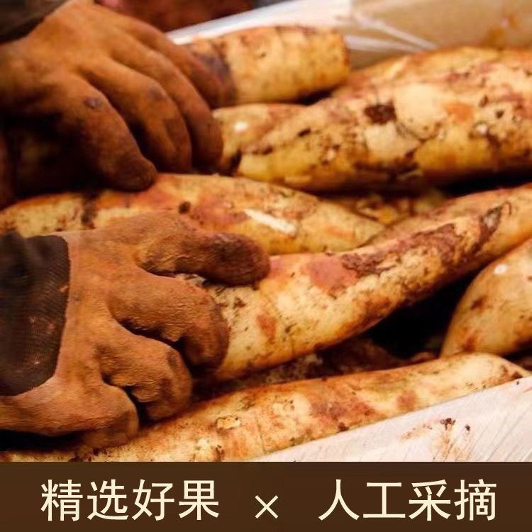 Fresh Yunnan Tian Shan Snow Lotus Root, Fresh Yellow Heart Snow Lotus Fruit, Fresh Seasonal Fruit, Fresh Direct Delivery