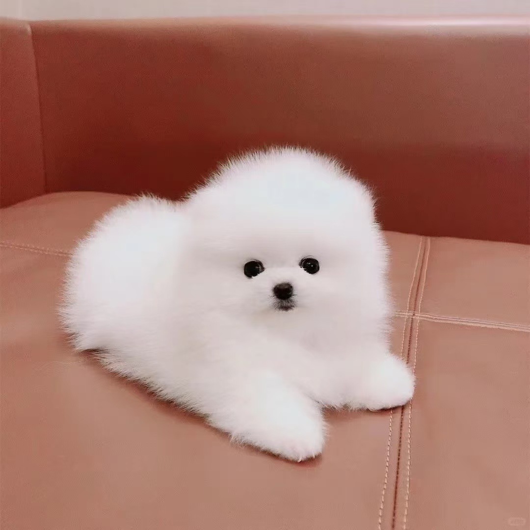 Spot Purebred Pomeranian Pet Puppies Grow up to Small Size Pomeranian Yellow and White Puppies Teacup Dog Pet Dogs