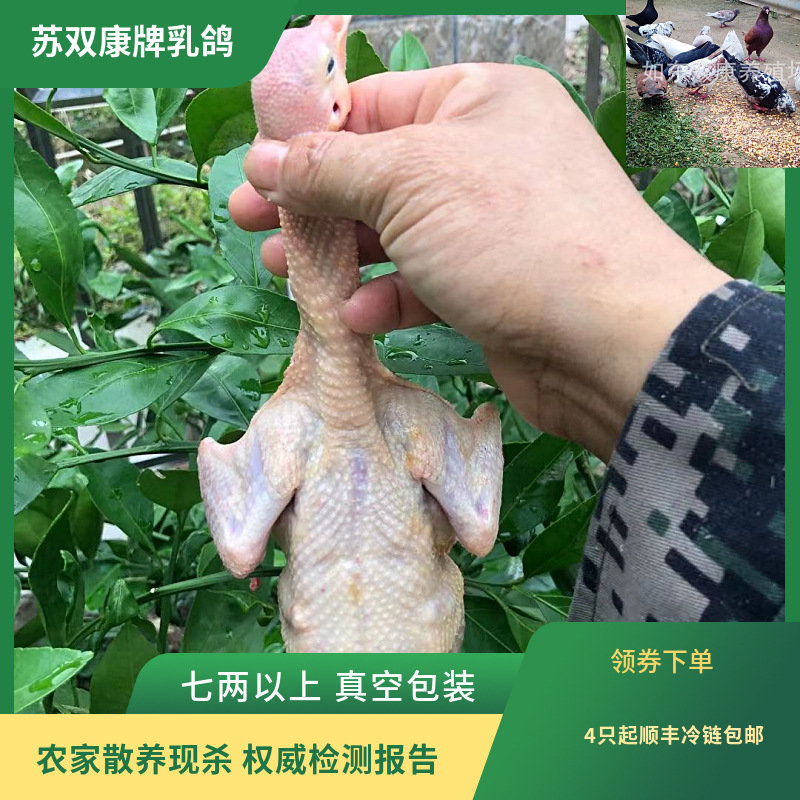 Wholesale Su Shuangkang brand frozen pigeon meat edible farm free-range living pigeon fresh pigeon meat pigeon