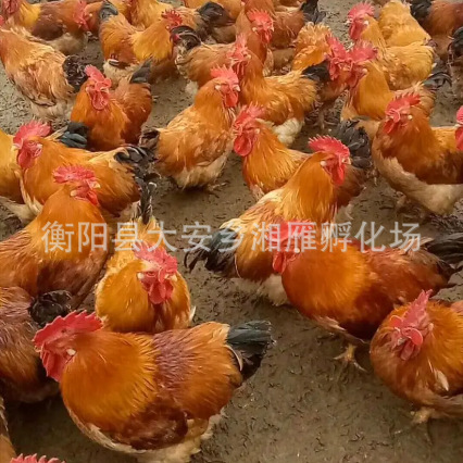 Цыплята бройлеров Куай Даянг, смешанные, крупные желтые перья, 4.5 кг, желтые куриные цыплята с желтыми ногами Ма Хуан K9/K901