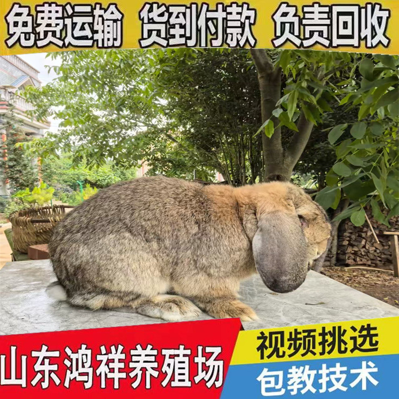 Shandong Sheep and Rabbit Large Farms Sell German Sheep and Rabbit Lop-Eared Rabbits with Transport Sheep and Rabbits with Strong Resistance