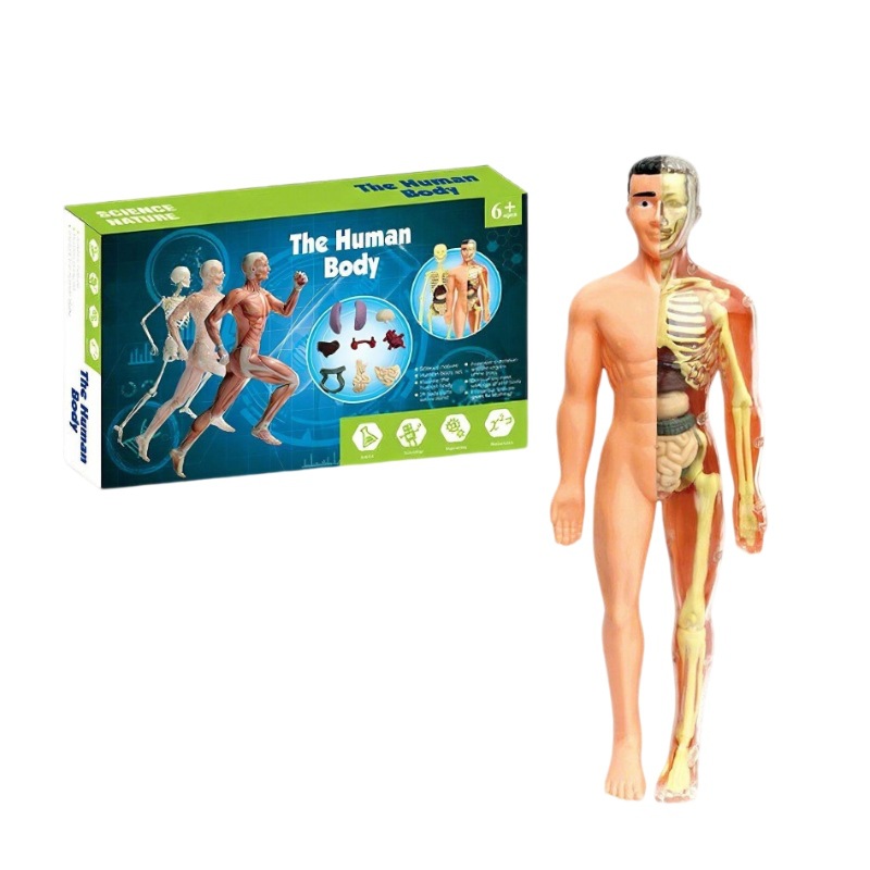 Mannequin children's toys stem cognitive science and education puzzle organ assembly skeleton structure manufacturers wholesale
