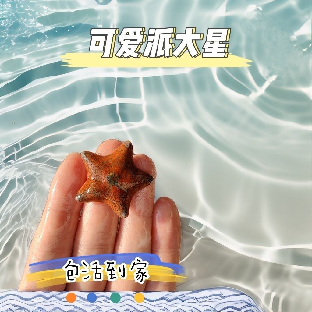 Pet Sea Swallow, Starfish, Live Seawater Ornamental Starfish, Aquarium Pet, Sand-Turning Marine Life, Big Star