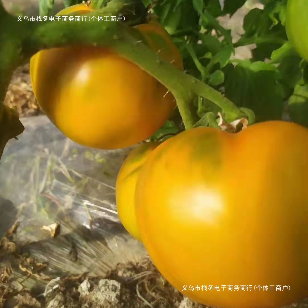 Inner Mongolia Wuyuan Yellow Persimmons, Iron-Skinned Persimmons, Freshly Picked Medium-Sized Tomatoes, Seasonal Fruits, Fresh to Eat