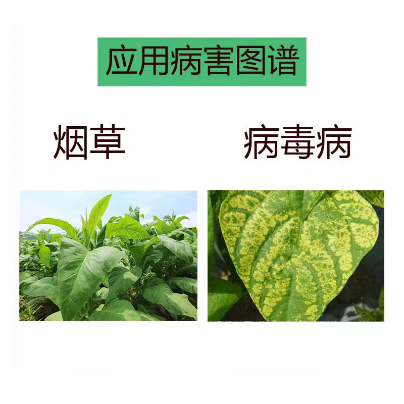Cuihui 5% Amino Oligosaccharide Aqueous Agent Tobacco Mosaic Virus Disease Fungicide Zhengbang Pesticide Amino Oligosaccharide