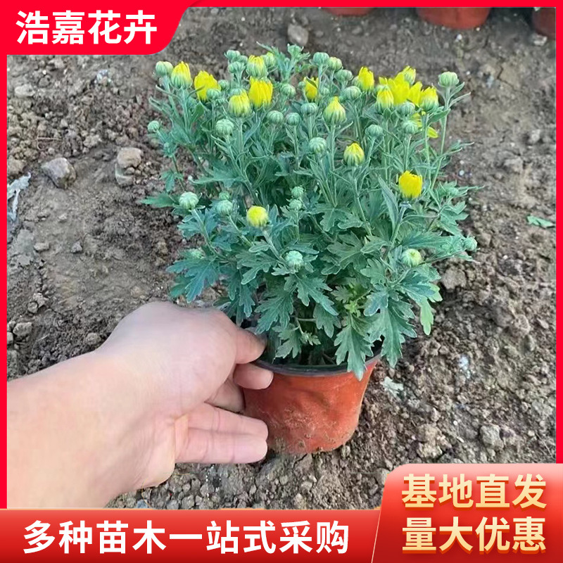 Хризантема на Национальный день с цветочными бутонами, горшечные саженцы, аренда цветочных саженцев на фестиваль хризантем