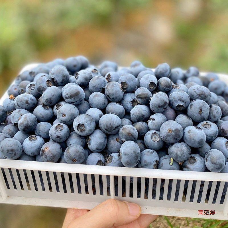 Freshly Picked Blueberries from the Place of Origin, Fresh Blueberries, Freshly Picked Seasonal Fresh Blueberries, Baby Food Supplement Fruits, Drop Shipping