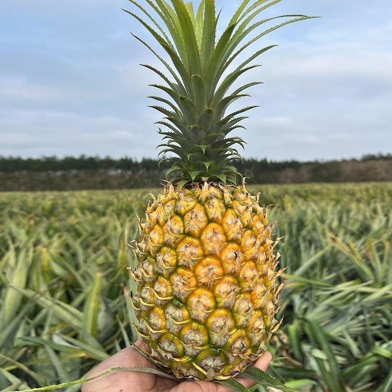 Fresh Large Pineapple, Extra Large Fruit, Golden Diamond Sugar Heart, Seasonal Tropical Fruits and Vegetables