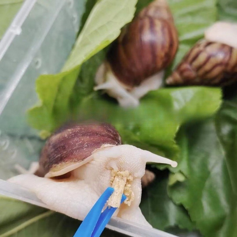 Wholesale large retail student wholesale snail snail white jade snail pet ornamental experimental breeding ornamental pendulum wholesale