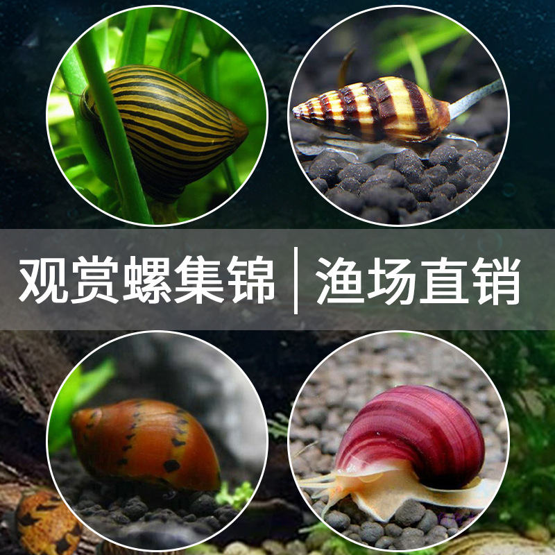 Ornamental Snail Algae Removal Tool Freshwater Apple Zebra Killer Gold Black Diamond Snail Egg Cleaning Tropical Ornamental Snail
