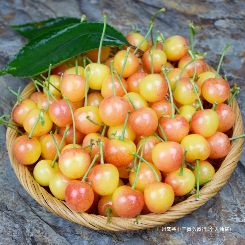 Shandong Yantai Citrine Large Cherry Yellow Honey Yellow Cherry Fresh Fruit Production 2.5kg Open-Air Seasonal
