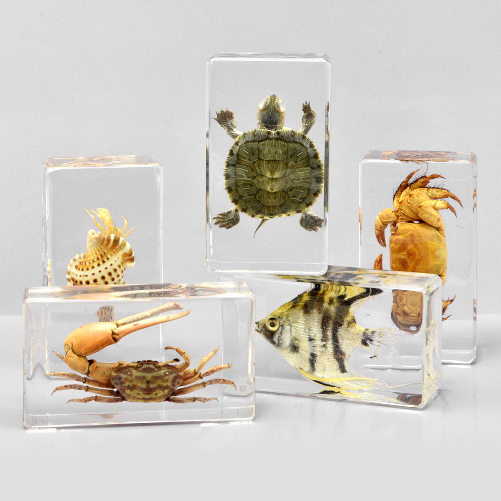 Transparent Resin Brazilian Turtle and Crab Specimens, Home Decoration Small Ornaments, Direct Source Supply, Business Gifts, Promotional Items, Crystal