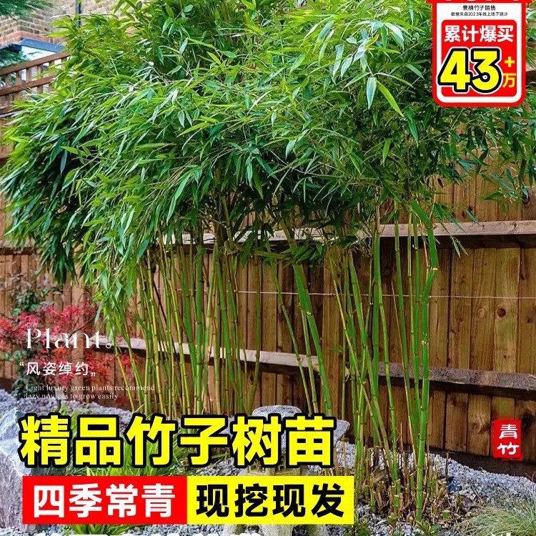 Саженцы бамбука, морозостойкие растения для двора, декоративный крупный бамбук, горшечные фиолетовые саженцы бамбука, золотой бамбук, бамбук Лохан, зеленые растения
