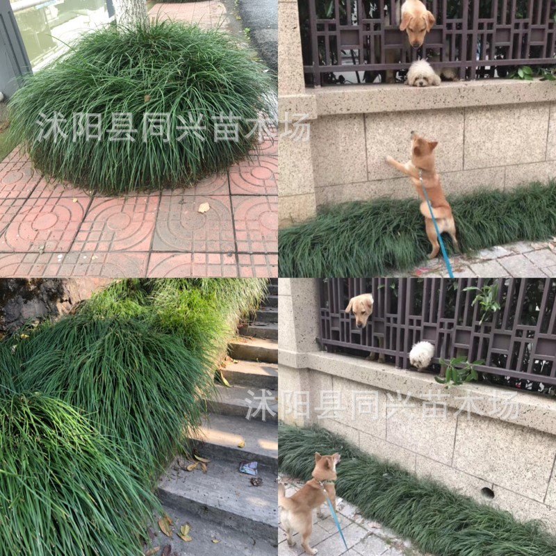 Ophiopogon Japonicus, Jade Dragon Grass, River Grass, Greening and Soil-Free Japanese Dwarf Ophiopogon Japonicus Seedlings, Shade-Tolerant and Easy-To-Survive Ground Cover Plants