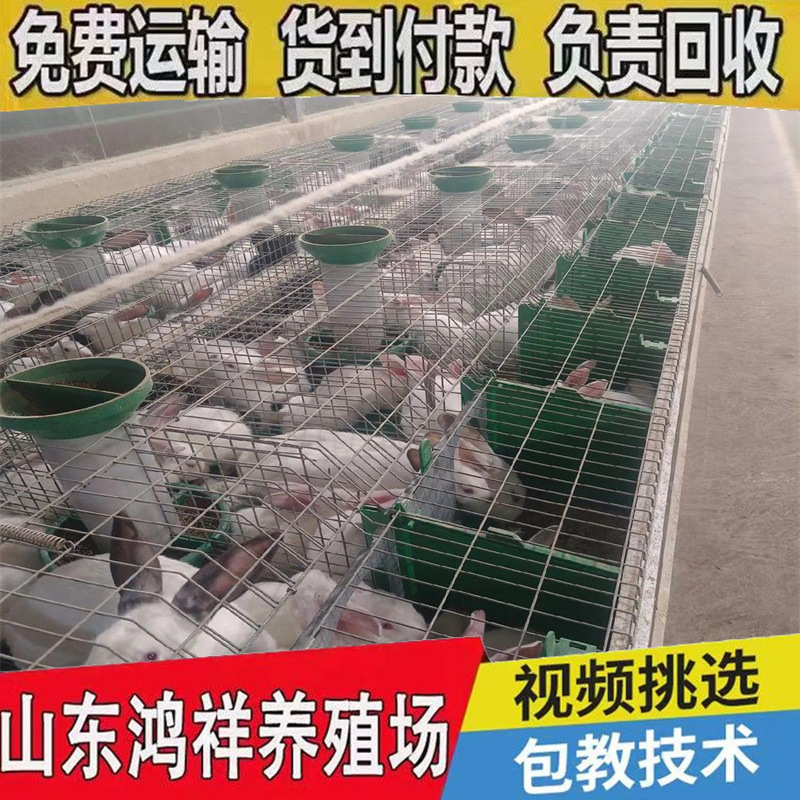 База по поставке новозеландских мясных кроликов с доставкой