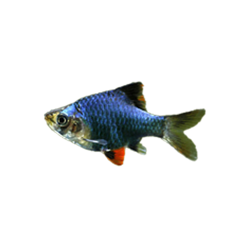 Ornamental Fish Fry, Red and Green Lotus Grass Tank, Schooling Freshwater Small Lampfish, Aquarium Pet Fish, Grass Tank Small Fish