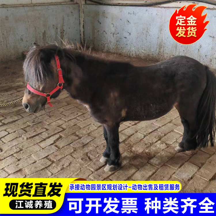 Scenic Spot Ornamental Pet Pony, Small, Docile and Cute, Scenic Spot Riding Horse, Live Pony Farm
