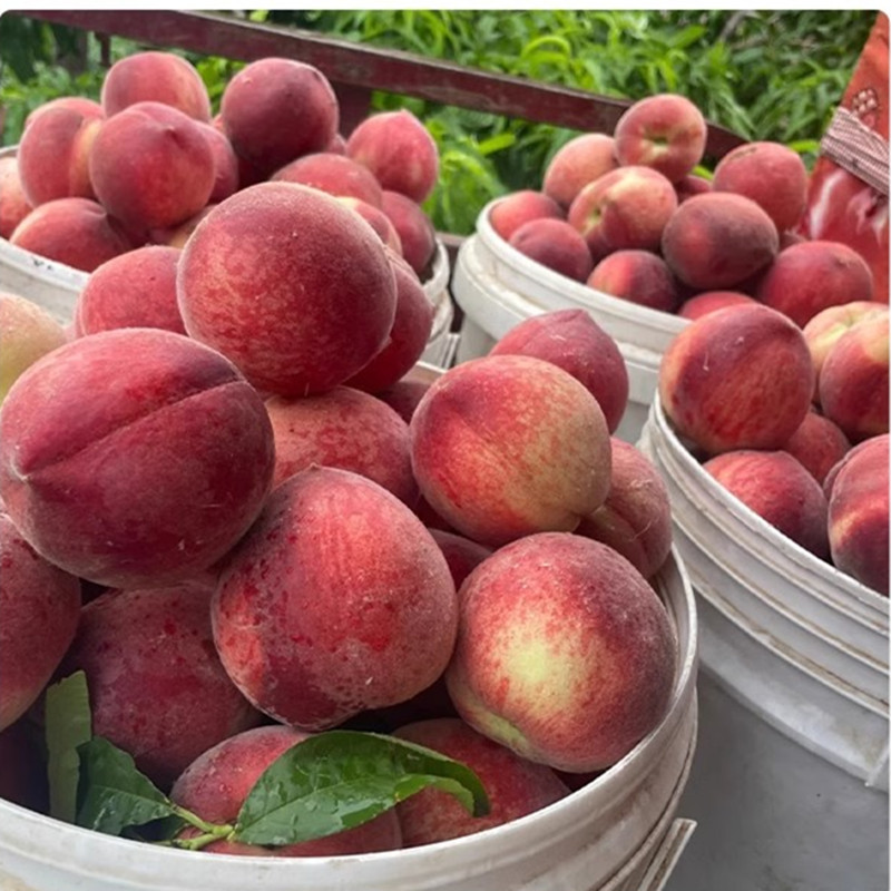 New Variety of Peach Tree Seedlings, Golden Honey Sweet Yellow Peach Tree Seedlings, Grafted Peach Tree Seedlings, Ground Planting, Potted Plants, Planting in the North and South